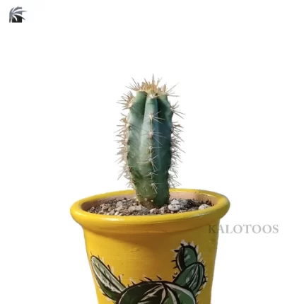 plant-pilosocereus