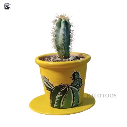 plant-pilosocereus