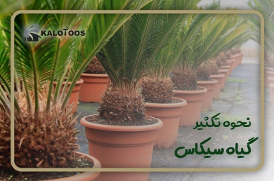 reproduction-of-cycas