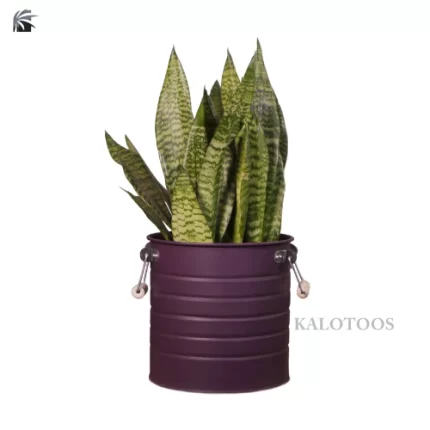sansevieria-trifasciate