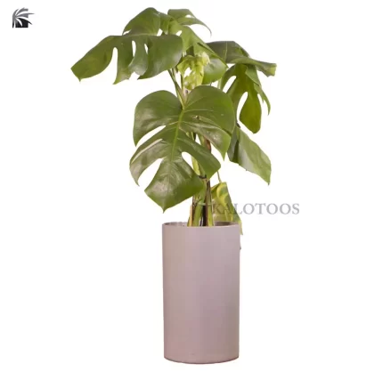 swiss-cheese-plant