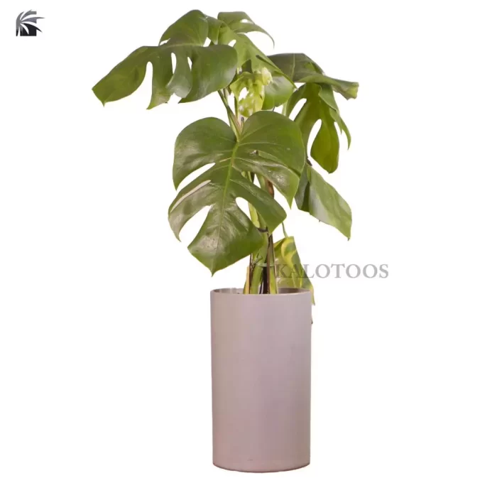 swiss-cheese-plant