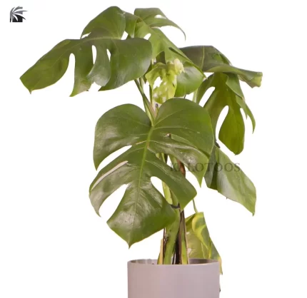 swiss-cheese-plant