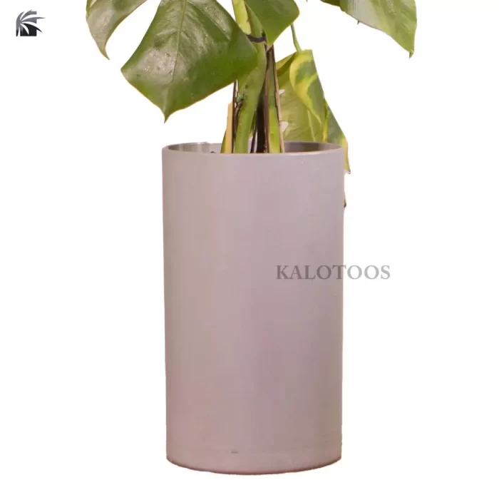 swiss-cheese-plant