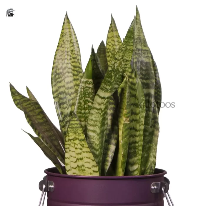 sansevieria-trifasciate