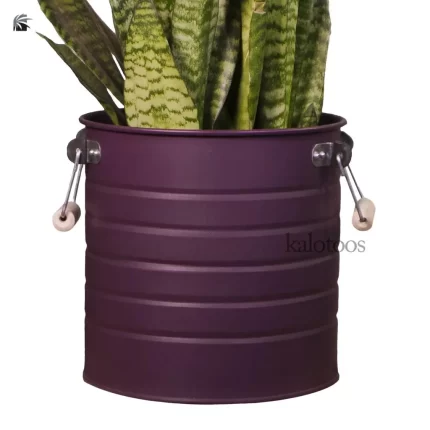 sansevieria-trifasciate