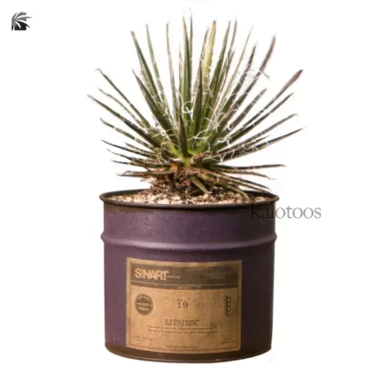 plant-agave-filifera