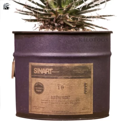 plant-agave-filifera