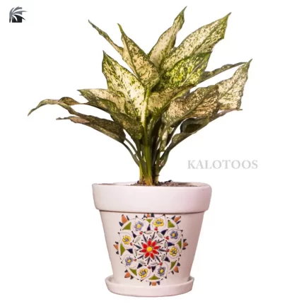 plant-aglaonema