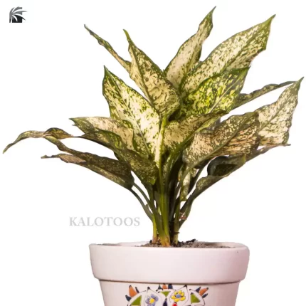 plant-aglaonema