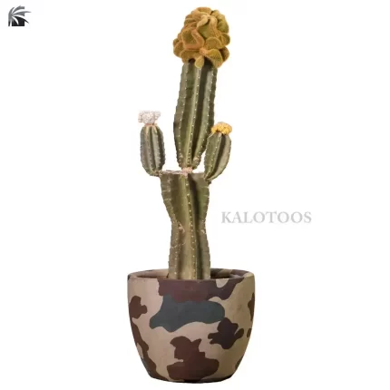plant-collectible-cactus