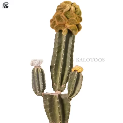 plant-collectible-cactus
