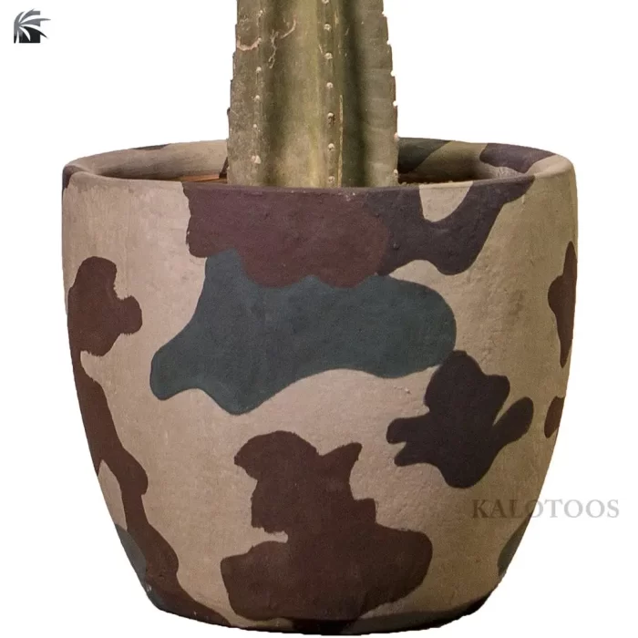 plant-collectible-cactus
