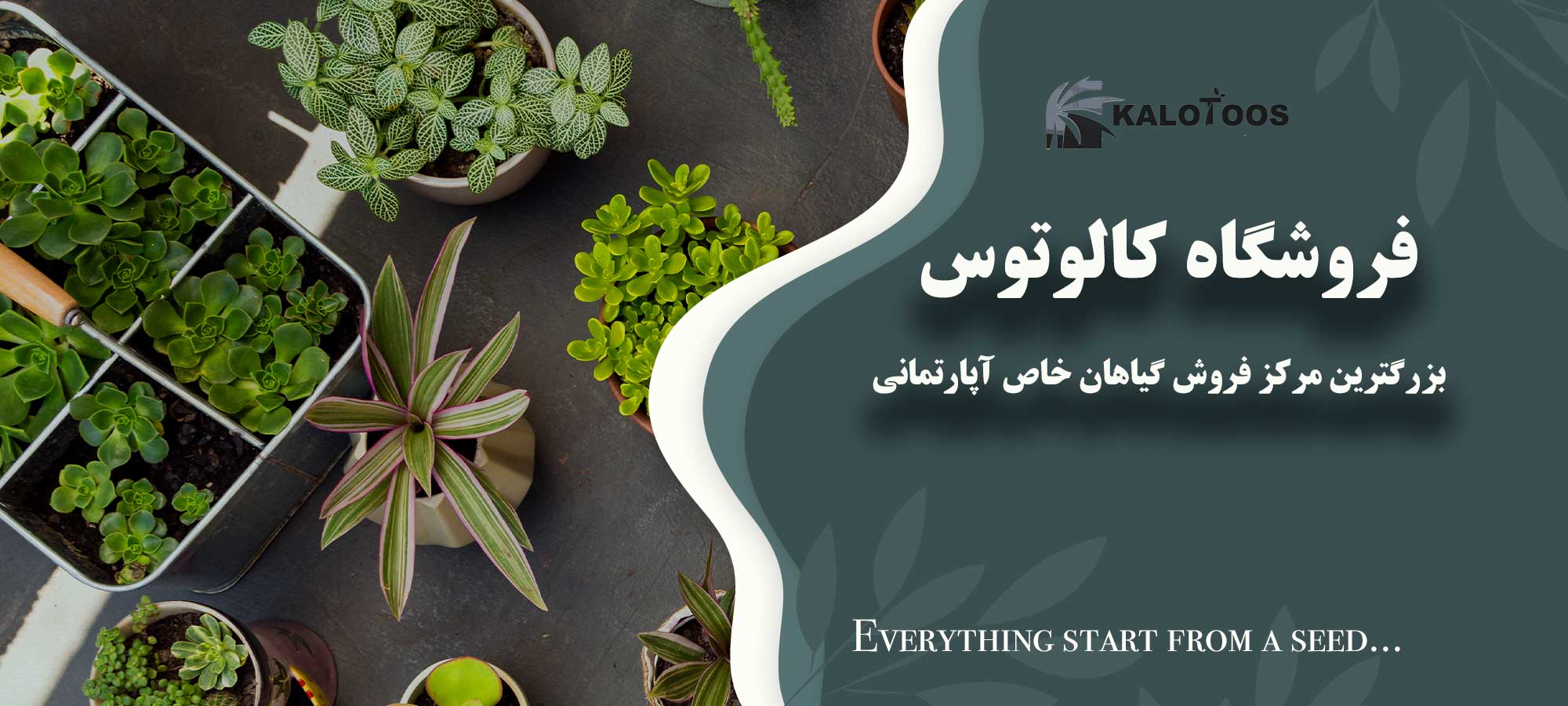 خرید گل و گیاه آپارتمانی