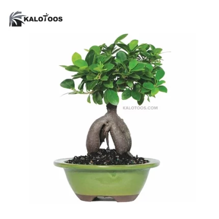 plant-ginseng-ficus