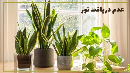 cauce-of-not-growing-sansevieria