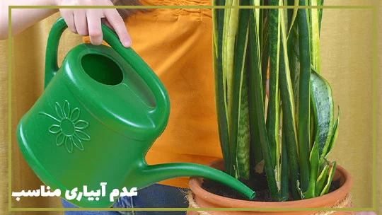 cauce-of-not-growing-sansevieria