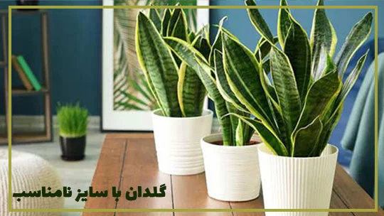 cauce-of-not-growing-sansevieria