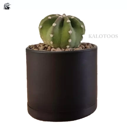 easter-lily-plant
