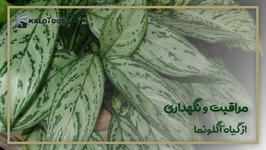 storage-conditions-of-aglaonema-plant