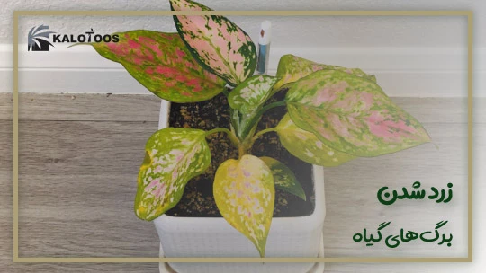 storage-conditions-of-aglaonema-plant