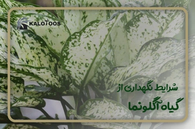 storage-conditions-of-aglaonema-plant