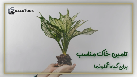 storage-conditions-of-aglaonema-plant
