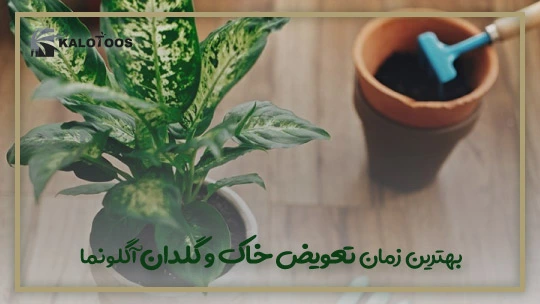 storage-conditions-of-aglaonema-plant