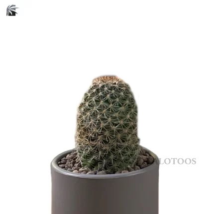 mammillaria-elongata-cactus