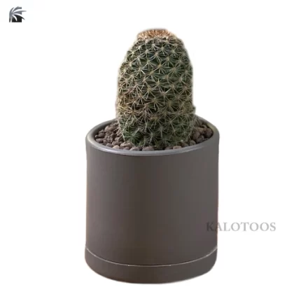 mammillaria-elongata-cactus