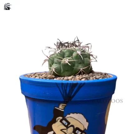 plant-gymnocalycium-bruchii