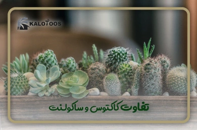 defferences-between-cactus-and-syucculents