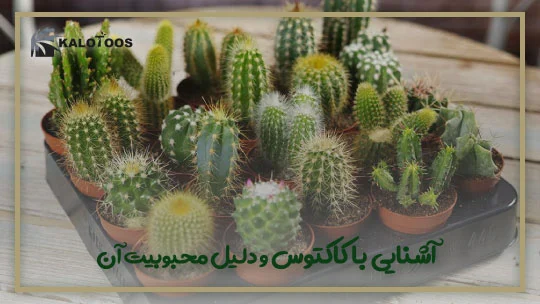 defferences-between-cactus-and-syucculents