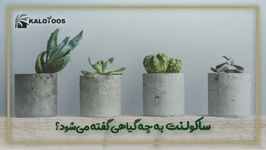 defferences-between-cactus-and-syucculents