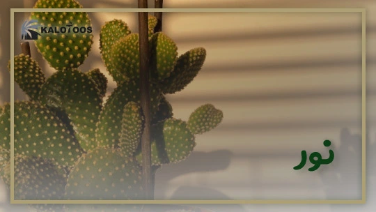 defferences-between-cactus-and-syucculents