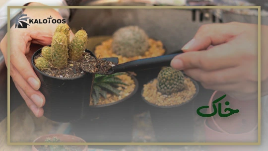 defferences-between-cactus-and-syucculents