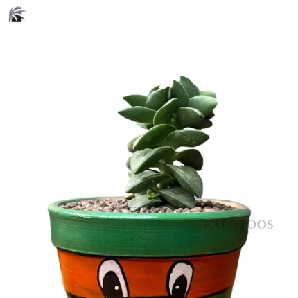 plant-crassula