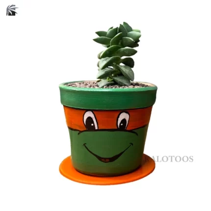 plant-crassula