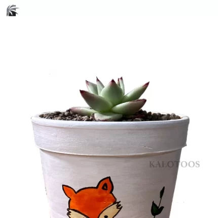plant-sempervivum-calcareum