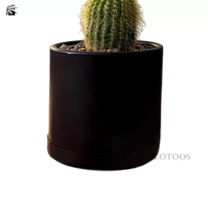 notocactus-leninghausii