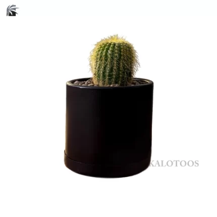 notocactus-leninghausii