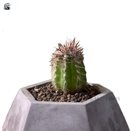 cactus-oreocereus-trollii