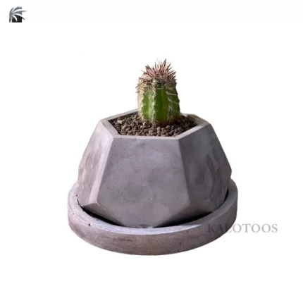 cactus-oreocereus-trollii