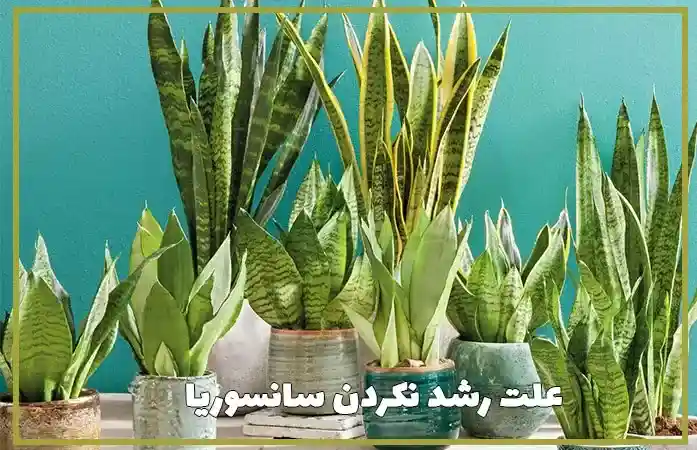 cauce-of-not-growing-sansevieria