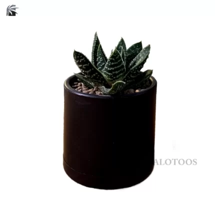 aloe-vera-ornamental-plant