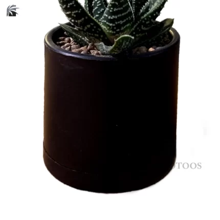 aloe-vera-ornamental-plant
