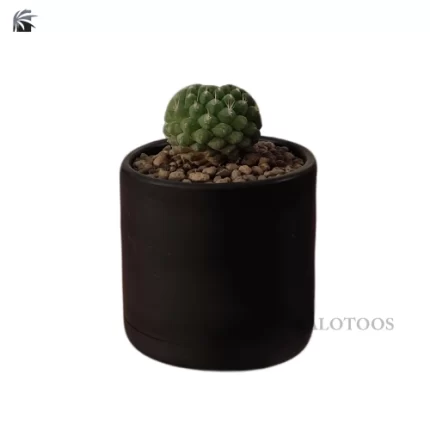 cactus-mammillaria-magnimamma