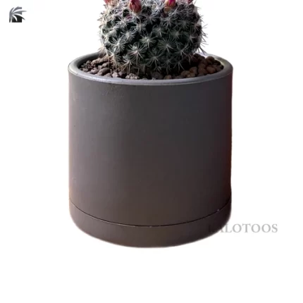neoporteria-plant