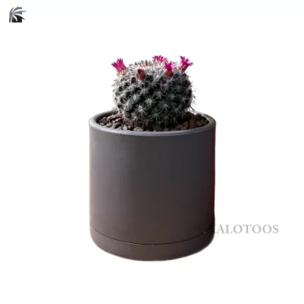 neoporteria-plant
