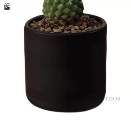 cactus-mammillaria-magnimamma